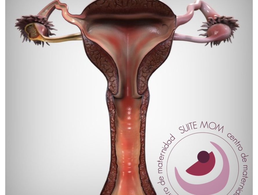 321BCADE AC94 4515 A9E1 CBF4094AF3EE