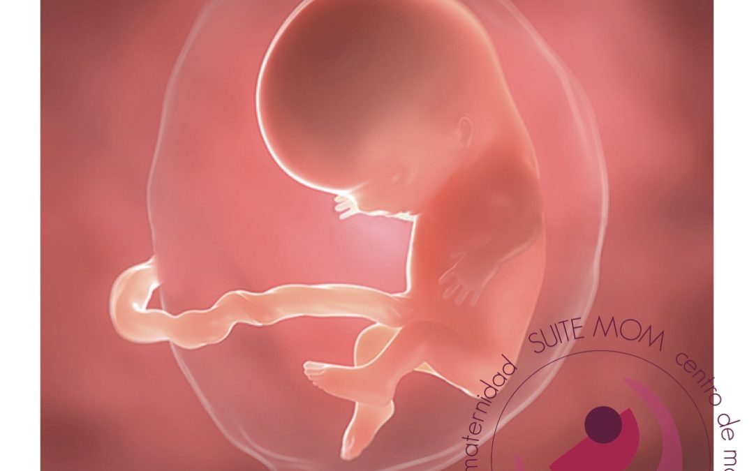 BEBÉ EN EL UTERO
